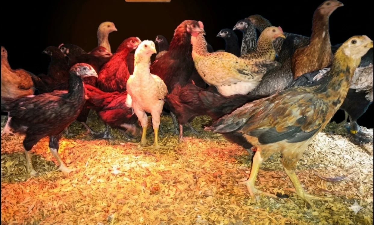 Varied flock of chickens at the homestead
