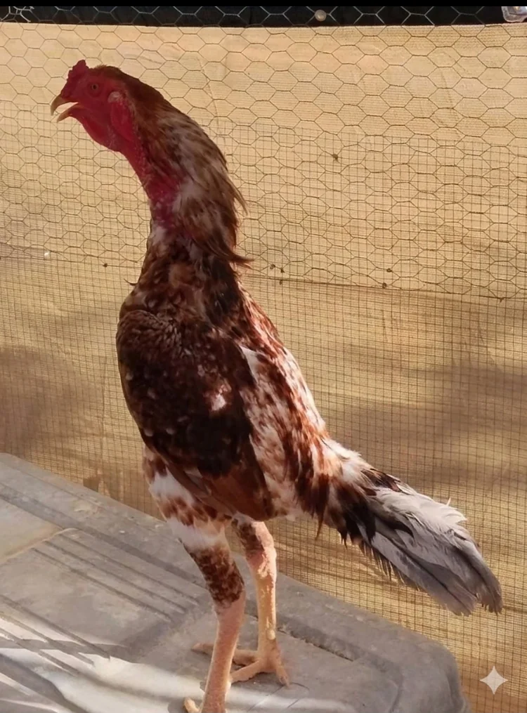 Tall specialty rooster with long neck and colorful plumage